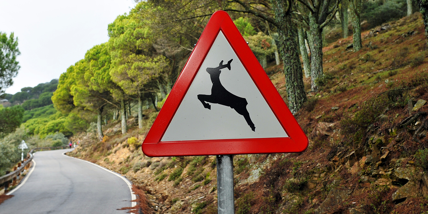 Castilla y León, Cataluña y Galicia concentran casi el 60% de los accidentes de tráfico con animales